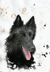Scan aquarelle, encre de Chine, crayon blanc et bronze doré, portrait d'un berger belge noir, tête de 3/4