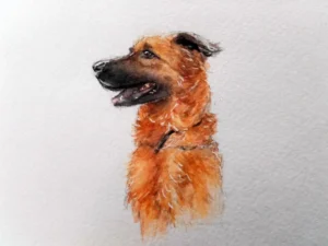 Scan aquarelle et posca blanc, portrait d'un chien assis, tête de profil et poitrail de face