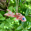Suspension en micro-macramé 3D, vue de côté, carpe koï orange terracotta et blanc avec yeux mobiles, arrière plan végétation