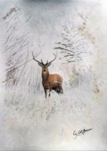 Scan aquarelle et posca blanc, portrait cerf de face, réaliste en hiver