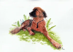 Scan aquarelle, représentation d'un chien couché, tête de 3/4, arrière plan légère végétation