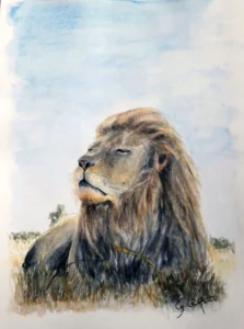 Scan aquarelle portrait lion couché, de face, tête de 3/4, réaliste