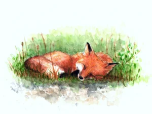 Scan aquarelle renard endormi en boule au milieu de la végétation