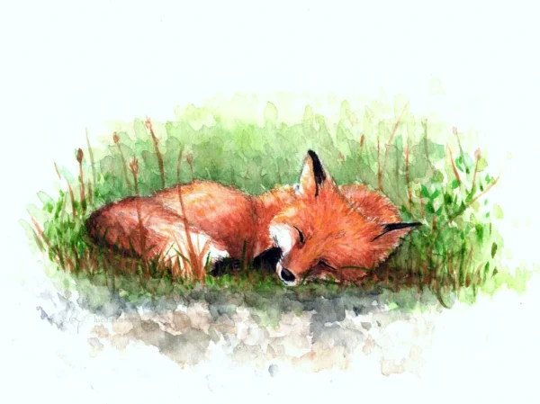 Scan aquarelle renard endormi en boule au milieu de la végétation