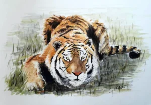 Scan aquarelle portrait tigre couché, de face, réaliste
