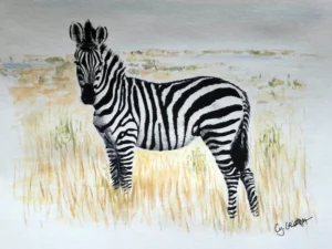 Scan aquarelle portrait zèbre de profil, tête de face, réaliste