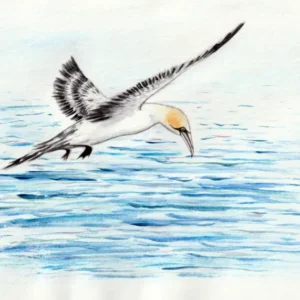 Aquarelle fou de bassan en vol au-dessus de l'eau