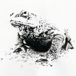 Encre de Chine, crapaud en négatif