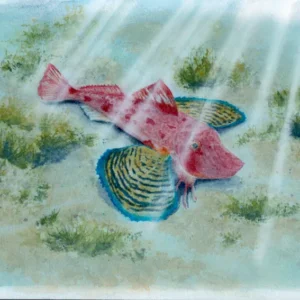 Aquarelle rouget au fond de la mer peu profonde, nageoires déployées, rayons de soleil