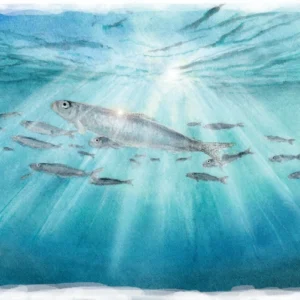 Aquarelle vue en contre-plongée d'un banc de sprats juste sous la surface, rayons du soleil