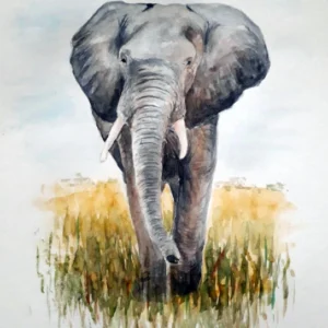 Scan aquarelle portrait éléphant de face réaliste