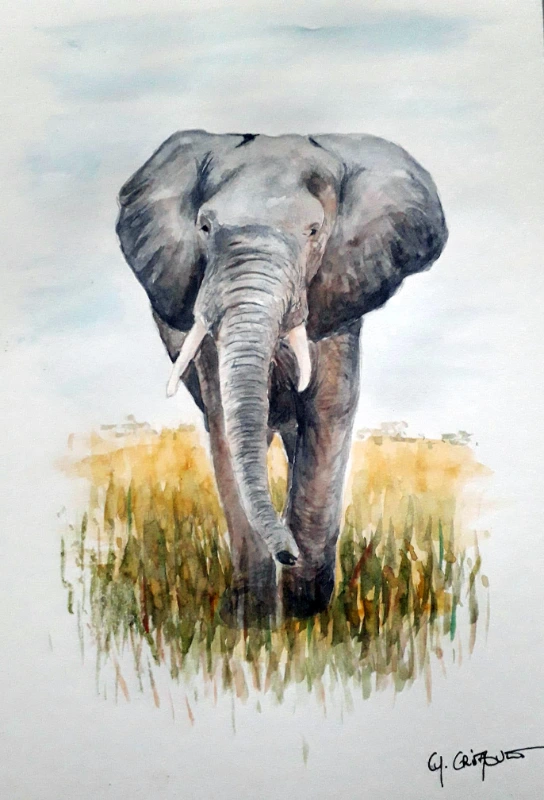 Scan aquarelle portrait éléphant de face réaliste